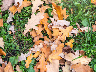 Orange, brown and yellow fallen oak leaves in the sunlight.