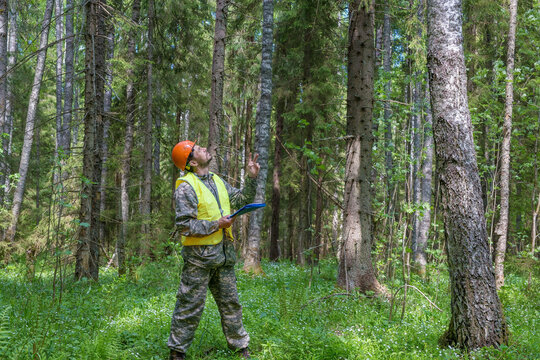 The forest engineer oversees the development of the forest. The ecologist works in the forest.