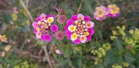 flowers in the garden