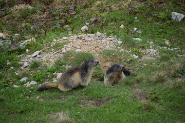 marmottes