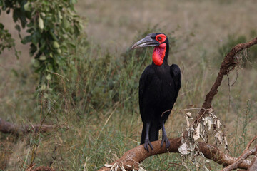 Kaffernhornrabe / Southern ground hornbill / Bucorvus leadbeateri