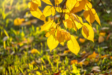 Tilia branch with yellow leaves in autumn, in the light of sunset.