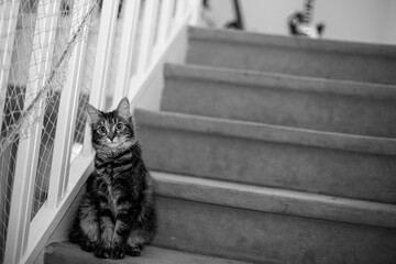 Un chat qui sait comment garder l'escalier de sa maison