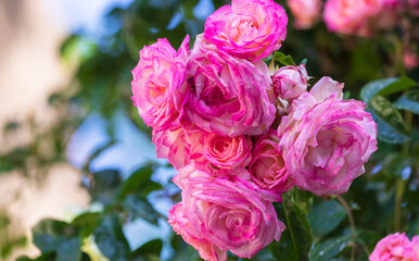 Pink roses growing in the park