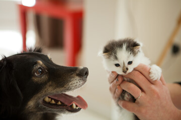 Le regard du chien qui découvre son nouvel ami chaton