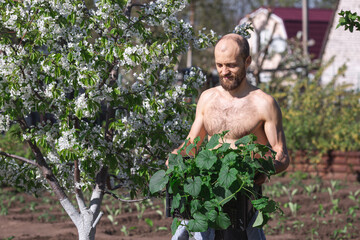 Naklejka na ściany i meble The bearded man holds a box of cucumber seedlings. He looks at them and smiles