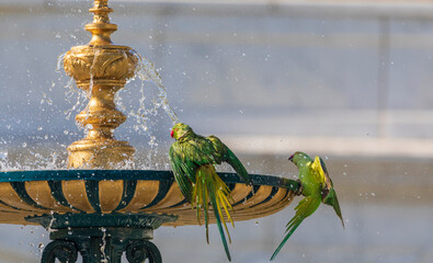 Indian ringed parrots drink water and bathe in the city fountain © alexmu