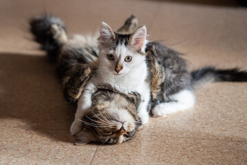 Deux jeunes chatons qui jouent par-terre