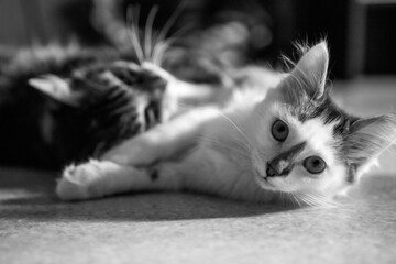 Portrait en noir et blanc d'un jeune chat allongé au sol pour jouer