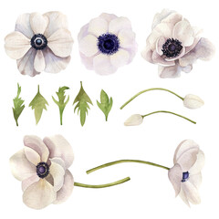 Set of watercolor hand drawn flowers anemone and leaves - 436063617
