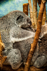 Mman Koala et son petit accrochés dans leur arbre pour dormir