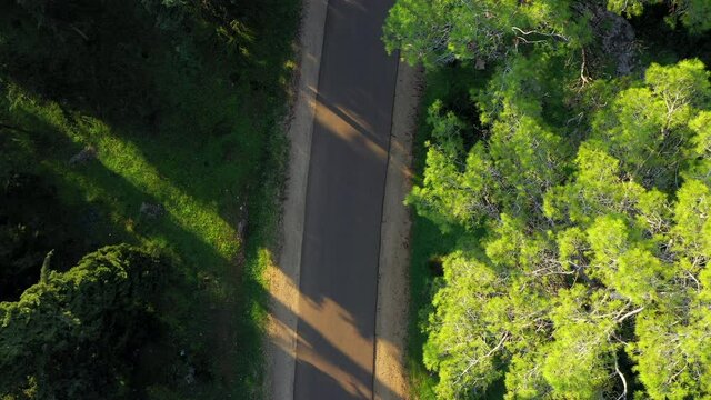 Aerial Top Lockdown Shot Of Person Walking On Road Amidst Trees, Drone Flying Over Ben Shemen Forest
