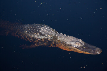 Un alligator qui nage près du bateau dans les marais de Floride