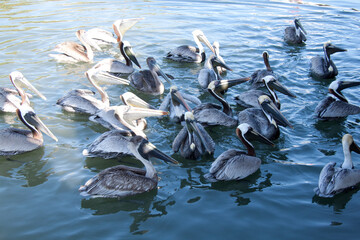 Groupe de pélicans qui mangent leur poissons que les marins leur donnent à leur retour de la pêche dans la baie de Sarasota en Floride