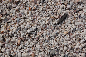Zoom sur les textures des galets et des coquillages de la plage de Sarasota en Floride