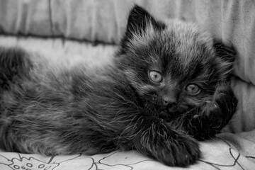 Portrait d'un mignon petit chat allongé dans son panier