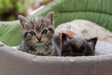 Deux frères chatons cachés dans leur panier