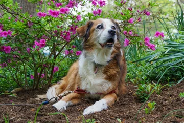 Poster Older dog laying down underneath a flowering azalea in Spring © Zach