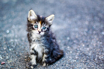 Portrait d'un beau petit chat avec de beaux yeux bleus qui est assis sur la route.