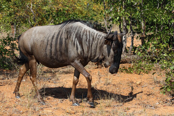 Streifengnu / Blue wildebeest / Connochaetes taurinus