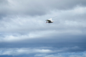Arctic tern (Sterna paradisaea) bird flying in cloudy blue sky