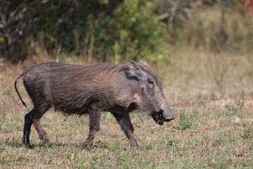 Warzenschwein / Warthog / Phacochoerus africanus