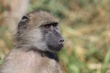 Bärenpavian / Chacma baboon / Papio ursinus..