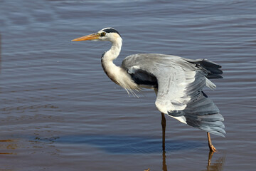 Afrikanischer Graureiher / Grey heron / Ardea cinerea