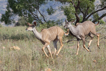 Obraz na płótnie Canvas Großer Kudu / Greater kudu / Tragelaphus strepsiceros...