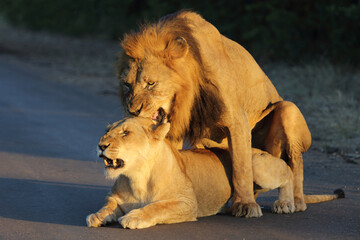 Afrikanischer Löwe / African lion / Panthera leo..