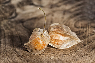 Physalis