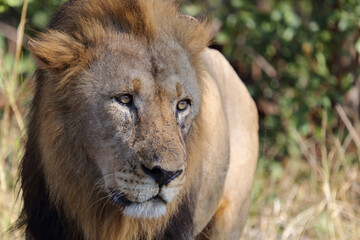 Afrikanischer Löwe / African lion / Panthera leo.