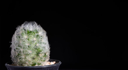 Mammillaria plumosa  on potted in black background.