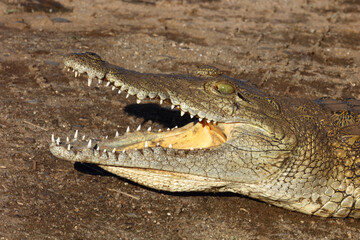 Nilkrokodil / Nile crocodile / Crocodylus niloticus
