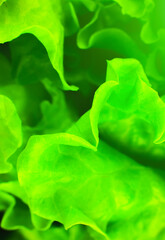 Fototapeta na wymiar Green lettuce close up. Fresh salad texture background. Vegetarian food. Vegetable and vitamins products. Macro photo.