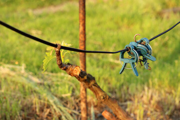 Growing grapes. Plastic clips for fastening vines. Selective focus.