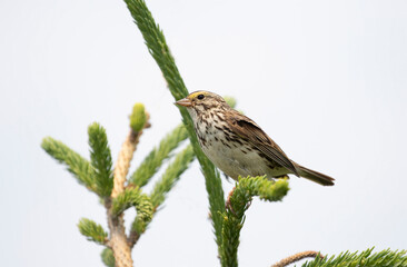 Ipswich Sparrow, a geographically isolated subspecies of the savannah sparrow. Breeds strictly on Sable Island, Nova Scotia, Canada