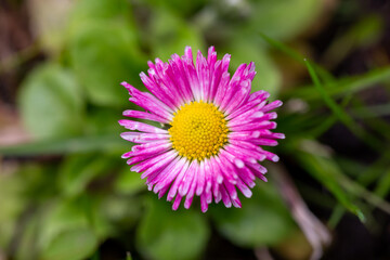 Blooming pink daisy flower on a green background in springtime macro photography. Bellis perennis wildflower with pink petals on a sunny summer day, close-up photo. © Anton