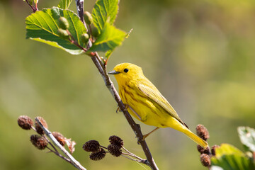 Male Yellow Warbler perching on a branch.   Nova Scotia, Canada