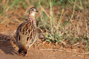 Schopffrankolin / Crested francolin / Francolinus sephaena