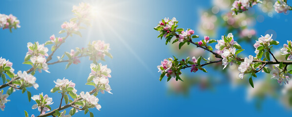 Apfelblüten im Frühling