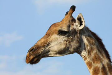 Giraffe / Giraffe / Giraffa Camelopardalis