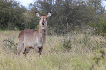 Wasserbock / Waterbuck / Kobus ellipsiprymnus