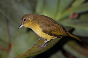 Gelbbauchbülbül /Yellow-bellied greenbul / Chlorocichla flaviventris flaviventris