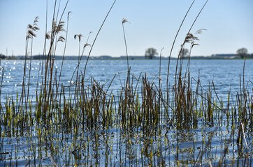 Dry grass reeds growing in lake water