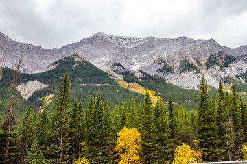 Fall colours creep up Fortress Mountain. Spray Valley Provincial Park, Alberta, Canada