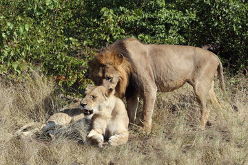 Afrikanischer Löwe / African lion / Panthera leo..