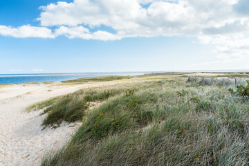 Fototapeta na wymiar Grassy sand dunes along an unspoiled coast on a sunny autumn day. Cape Cod, MA, USA.