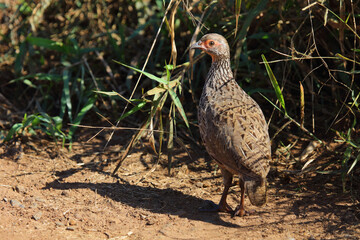 Swainsonfrankolin / Swainson's francolin or Swainson's spurfowl / Francolinus swainsonii.