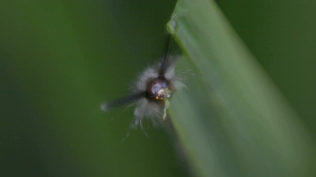 Close Up Focus On Caterpillar Eating Leaf